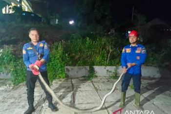 Damkarmat evakuasi ular sanca 3 meter usai mangsa kucing warga Kalianda