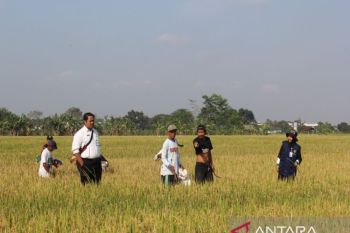 DJPB DIY : Realisasi APBN ketahanan pangan di DIY 2024 Rp1,2 triliun