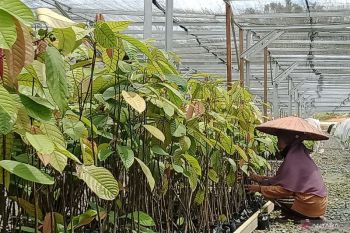 Persemaian Mentawir Penajam Paser Utara mampu penuhi kebutuhan penghutanan kembali IKN