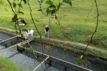 Pemkab Pasaman Barat selesai rehab BBI tingkatkan produksi benih ikan