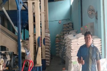 Asosiasi Gapoktan Kulon Progo menjamin stok gabah aman hingga lebaran