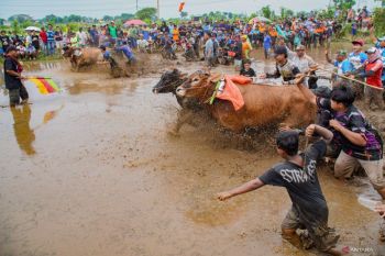 Tradisi karapan sapi brujul Probolinggo