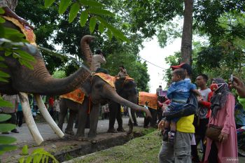 Balai TNWK dukung digelarnya kembali Festival Way Kambas
