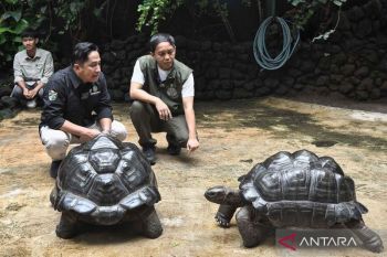 Jungle Wonderland Irfan Hakim sajikan interaksi satwa untuk liburan anak