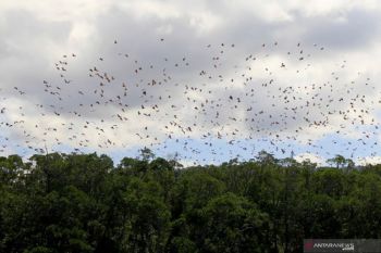 BBKSDA NTT kelolah kawasan lahan basah sebagai peluang wisata