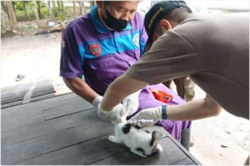 Distan Kobar selesaikan 1.500 vaksinasi rabies sepanjang 2024
