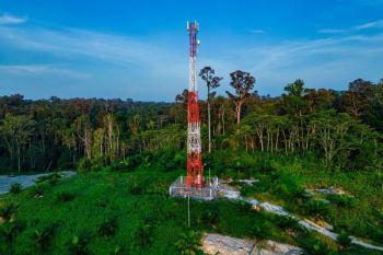 Telkomsel kembangkan ekosistem digital perkebunan di Papua