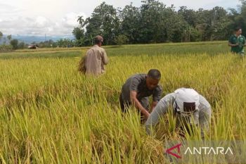 Harga gabah di Abdya jauh di bawah HPP, petani terancam rugi