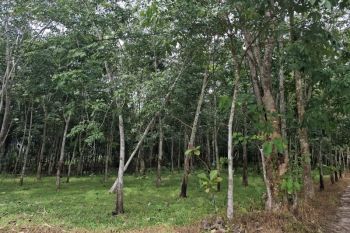 Peneliti BRIN dorong upaya pengelolaan hutan berbasis masyarakat