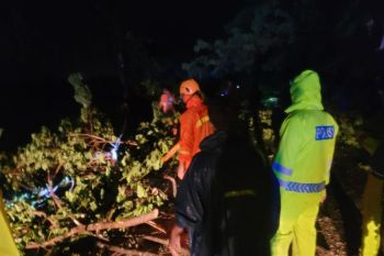 Jalur pantura Situbondo macet total akibat pohon tumbang