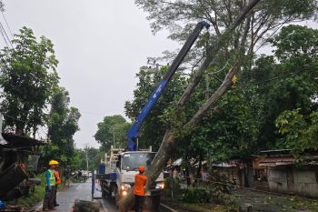 BPBD Bandarlampung catat pohon tumbang terjadi di 39 titik kota