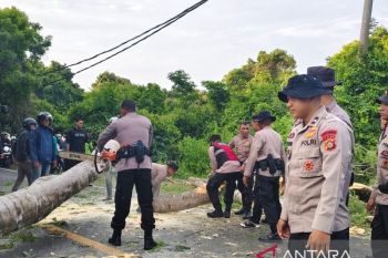 Pelajar SMA tewas tertimpa pohon tumbang