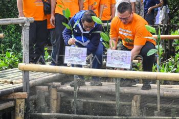 Pengembang harus tanam pohon mangrove yang dirusak di Pulau Pari