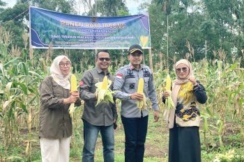 Lapas Suliki lakukan panen raya 1 ton jagung garapan narapidana