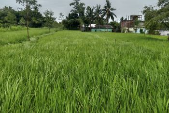 Dinas Pertanian Lombok Timur dapat penghargaan dari KPP Praya