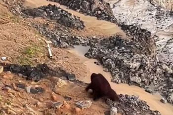 BKSDA Kaltim  kerahkan tim cari keberadaan orangutan di area tambang