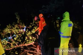 Jalur pantura Situbondo macet total akibat pohon tumbang