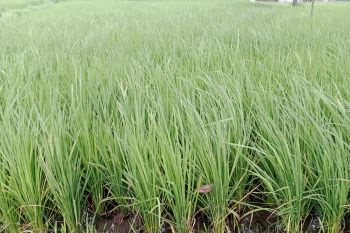 Jumlah pengecer pupuk di Lombok Timur sebanyak 300 orang