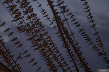 Indonesia warns of Nipah virus risk from migrating birds, bats