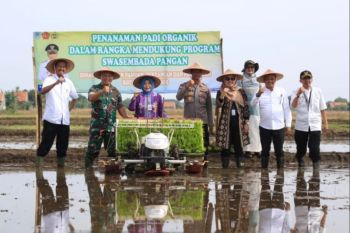 Pemkot Probolinggo kembangkan padi organik dukung swasembada pangan