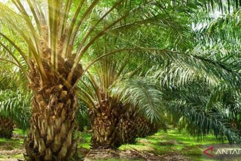 Pakar Hukum Kritisi Perpres Penertiban Kawasan Hutan