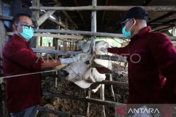 Gubernur: Aceh sudah terbebas dari wabah PMK