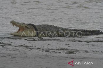 Seorang ibu di Sumba Barat Daya jadi korban terkaman buaya