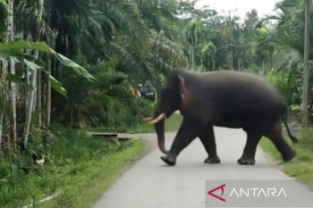 Sekitar 38 hektare kebun sawit warga di Aceh Barat dirusak gajah
