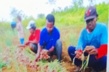 Pemkab Biak melibatkan petani OAP gencarkan ketahanan pangan