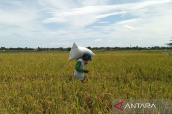 Konsumsi rumah tangga dorong pertumbuhan ekonomi Ciayumajakuning