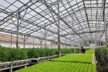 Pemkab Serang dukung inovasi greenhouse tarik minat petani muda