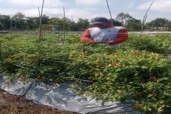 Kolaborasi BI wujudkan swasembada pangan demi terkendali inflasi di Kalteng