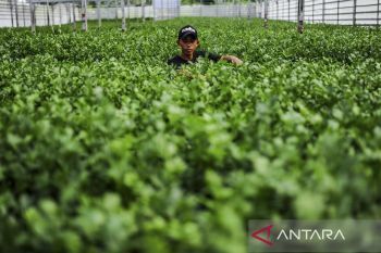 Sentra budi daya seledri hidroponik terbesar di Banten