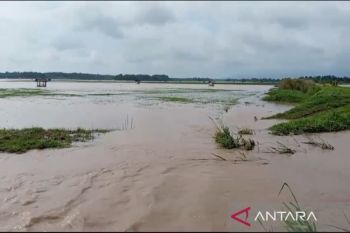 BPBD catat 6.915 hektare sawah di Lampung Selatan terendam banjir