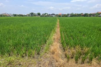 Penanaman padi gunakan Hazton Grow Nusantara tunjukkan hasil menggembirakan