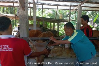 Pemkab Pasaman Barat lakukan vaksinasi PMK terhadap 1.800 sapi