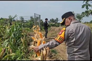 Polres Serang siap panen raya jagung di lahan 10 hektare