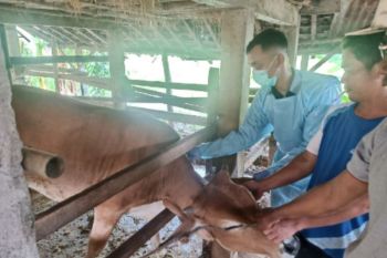 Vaksinasi PMK 7.800 dosis siap diberikan untuk hewan ternak di Kulon Progo