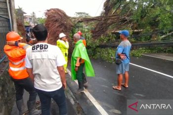 Tekankan mitigasi, BPBD ajak warga adat ikut pangkas pohon rawan tumbang di pura