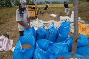 Bulog Sulteng hentikan sementara penyaluran SPHP karena fokus serap beras petani