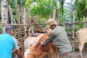 Dinas Pertanian OKU gencarkan pemberian  vaksin PMK