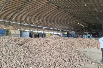DPD RI: BUMD dapat jadi offtaker ubi kayu untuk jaga stabilitas harga