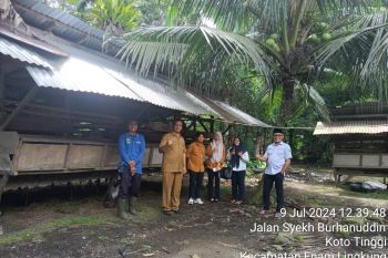 Populasi sapi di Padang Pariaman pada 2024 meningkat jadi 42,6 ribu ekor