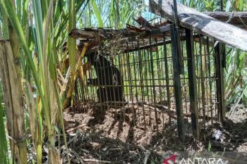 Mencari anaknya, beruang muncul di pemukiman warga Agam