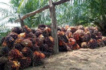 Produksi PKE dari Jambi memenuhi syarat ekspor