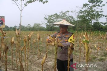 Kapolda Sultra panen jagung dan tabur ribuan benih ikan di lahan Brimob