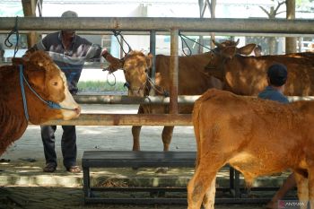 Penjualan ternak sapi turun dampak wabah PMK