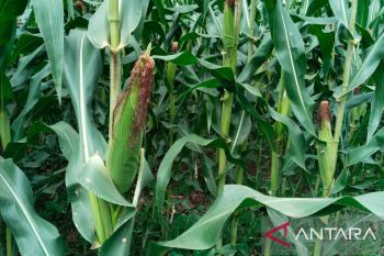 Produksi jagung Padang Pariaman turun jadi 39,1 ribu ton