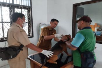 Pengguna layanan kesehatan hewan di Kobar meningkat signifikan