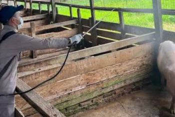 BBKHIT Papua salurkan 500 liter disinfektan mencegah penyebaran ASF